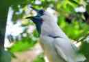 Холар рев - звучна птица, звучаща като камбана